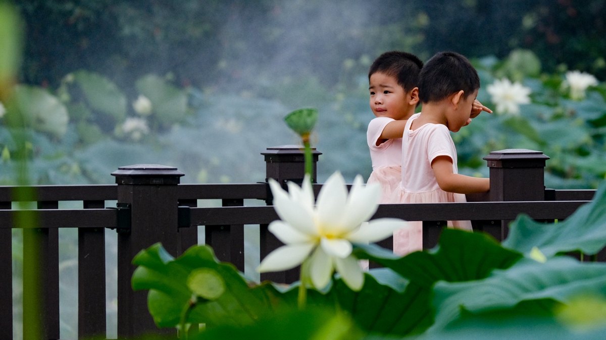 Lotus flowers in full bloom in Honghu Park