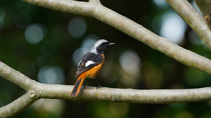 28. A male Daurian redstart at the Crescent Valley of Shenzhen Bay Park in Nanshan District._副本.jpg