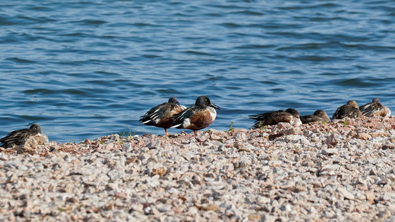 31. Northern shovelers take a rest at Talent Park in Nanshan District._副本.jpg