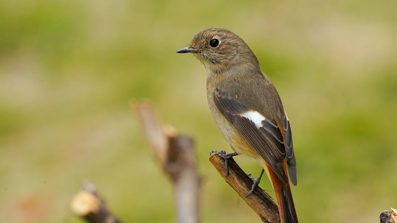 69. A female Daurian redstart at the Liuhuashan area of Shenzhen Bay Park in Nanshan District._副本.jpg