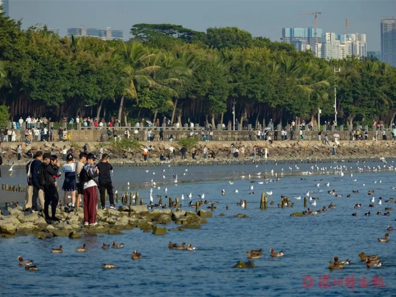 深圳湾观鸟5.jpg