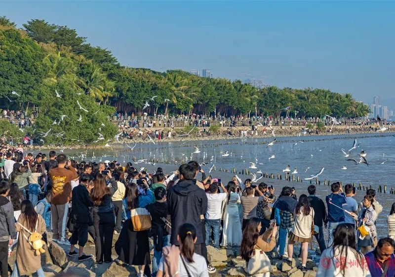 深圳湾观鸟7.jpg